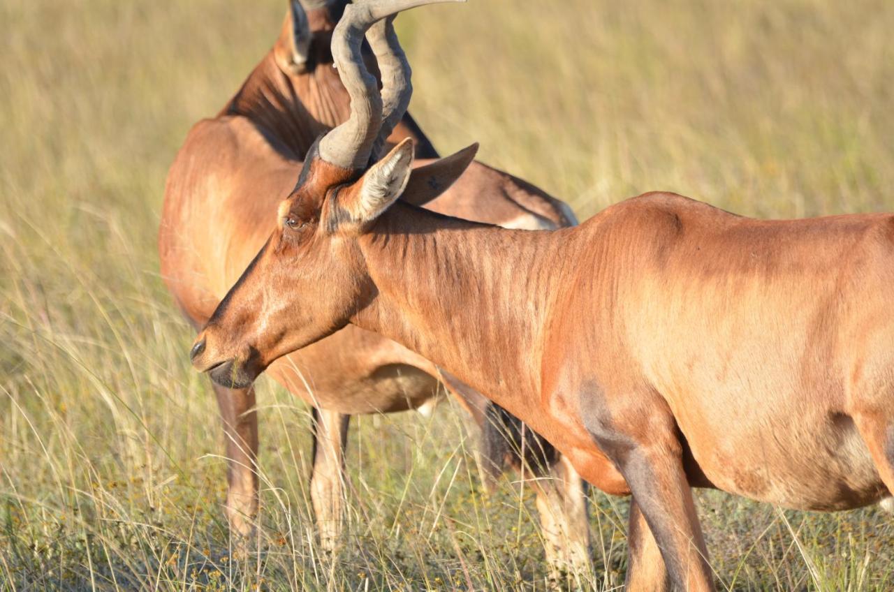 Lalibela Game Reserve Lentaba Safari Lodge Paterson Eksteriør billede